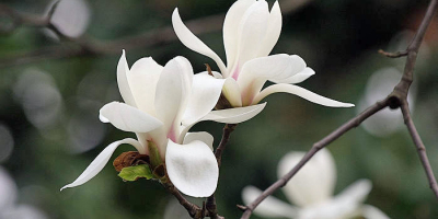 「人生看得幾清明」 ——清明節的歌