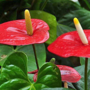 今年春色勝常年