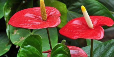 今年春色勝常年