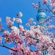 不負韶華舞流年 ——讀胡少璋《東京追櫻花》