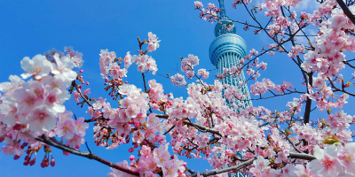 不負韶華舞流年 ——讀胡少璋《東京追櫻花》