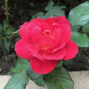 詠玫瑰、等待春風