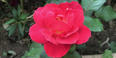 詠玫瑰、等待春風