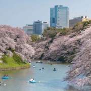 千鳥淵之櫻──與日本華文女作家共花見於疫情期間（外一首）