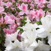 春，正敲響每一扇門扉