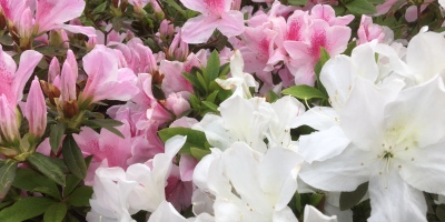 春，正敲響每一扇門扉