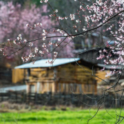 波密，桃花的記憶也是前世的記憶