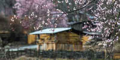 波密，桃花的記憶也是前世的記憶