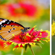 怎麼跟她說呢？ （外三首）
