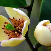 品讀印象〈又見含笑花〉有感