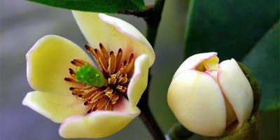 品讀印象〈又見含笑花〉有感