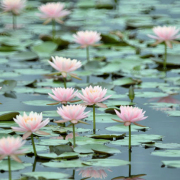 濕地公園、志蓮淨苑、野豬