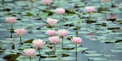 濕地公園、志蓮淨苑、野豬