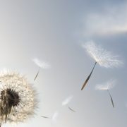 你來時帶風、一夜間就長大了