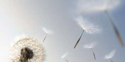 你來時帶風、一夜間就長大了