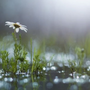 奧運健兒、蘇幕遮．親情