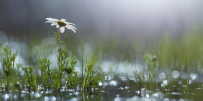 奧運健兒、蘇幕遮．親情