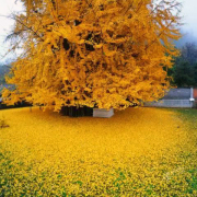 我願化身成一棵銀杏