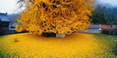 我願化身成一棵銀杏