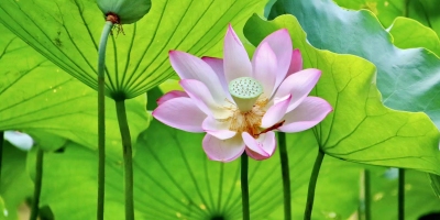 人生難得不糊塗