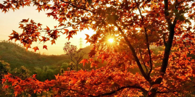 冬日的陽光（外三首）