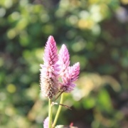 詠野花（外三首）