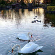 疫年有感等七律五首