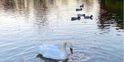 疫年有感等七律五首