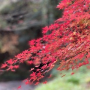 遠州森町的楓紅之路