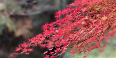 遠州森町的楓紅之路