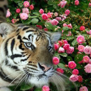 從容人生 虎弟美事