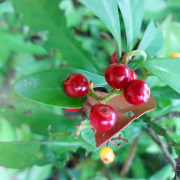 先報春光到眼前