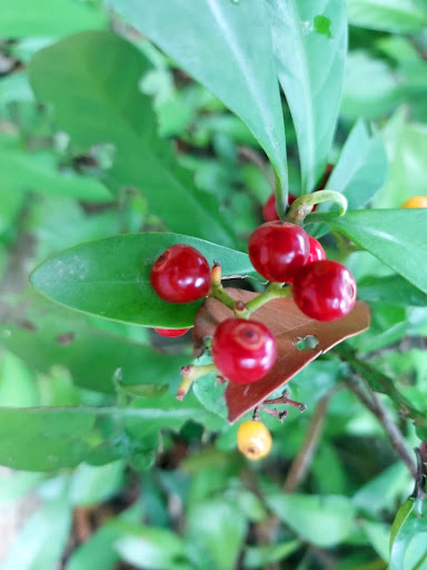 先報春光到眼前