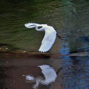 和江邊的白鷺一起過個慢年