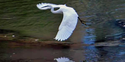 和江邊的白鷺一起過個慢年