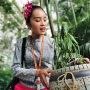 跳舞草與香港愛情故事