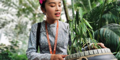 跳舞草與香港愛情故事