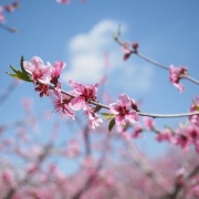 桃花（外四首）