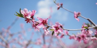 桃花（外四首）