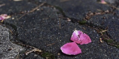 薄雨散策見山茶花瓣（外四首）