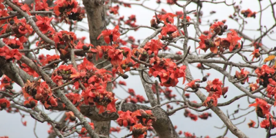 這兩株木棉一定認識我的父親