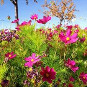 阿里格桑花——記西安醫學院第一附屬醫院評審辦主任邵小莉（上）