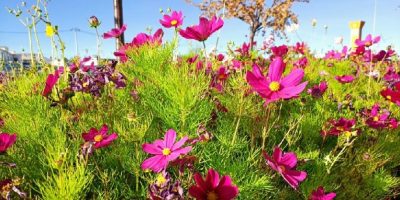 阿里格桑花——記西安醫學院第一附屬醫院評審辦主任邵小莉（上）