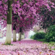 暮春裏的宮粉紫荊