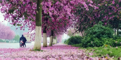 暮春裏的宮粉紫荊