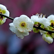 小園見梅（外四首）