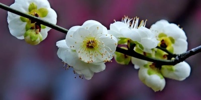 小園見梅（外四首）