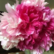 牡丹，還可以挑剔嗎？