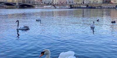 伏爾塔瓦流流淌淌