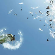 風是男孩還是女孩